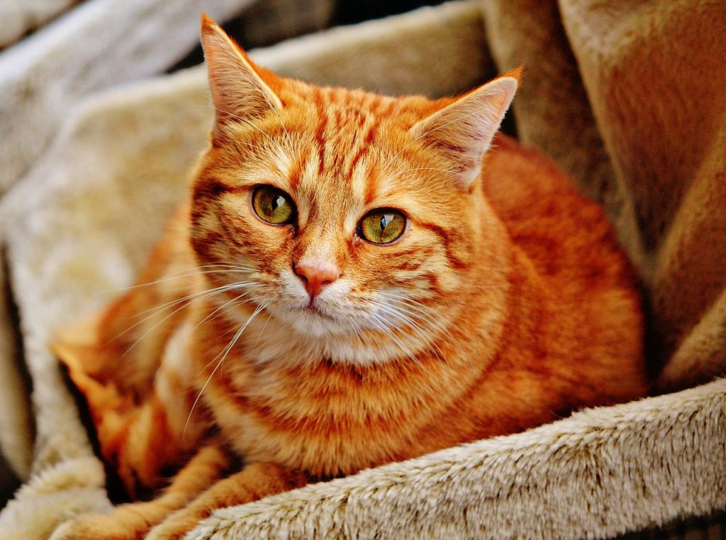 kissa-tuolissa-pixabay